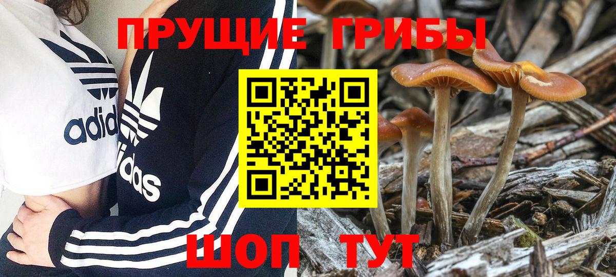 Псилоцибиновые грибы мицелий Омск